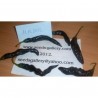 Price: €1.95 - Sementes Da Pimenta Pasilla Bajio Ou Chile Negro - Seeds Gallery