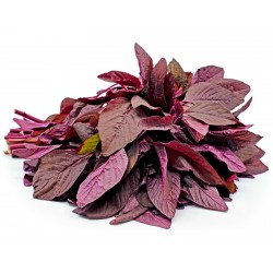 Amaranth frön Red Garnet (Amaranthus tricolor)  - 3