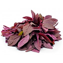 Price: €1.85 - Αμαράνθιο Red Garnet σπόροι (Amaranthus tricolor) - 