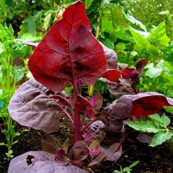 Dreifarbige Fuchsschwanz, Gemüse-Amarant Samen  - 1