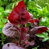 Price: €1.85 - Semillas de amaranto Red Garnet (Amaranthus tricolor) - 
