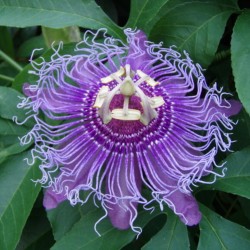 Semi di Passiflora viola (passiflora incarnate)  - 4