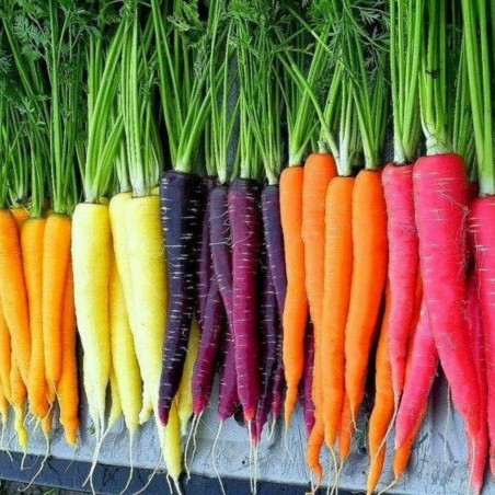 Semillas de zanahoria arco iris (colores mezclados)