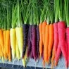 Regenbogen Karotten Samen (Mischfarben)
