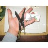 Price: €1.95 - Schwarze Chili Samen 'Pasilla Bajio' - Seeds Gallery
