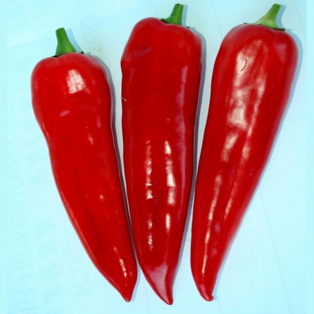Price: €1.95 - Graines de poivron doux Kurtovska Kapija - 