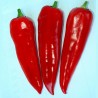 Price: €1.95 - Semillas de pimiento dulce Kurtovska Kapija - 