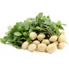 Price: €1.75 - Rotkva zimska bela okrugla seme - 