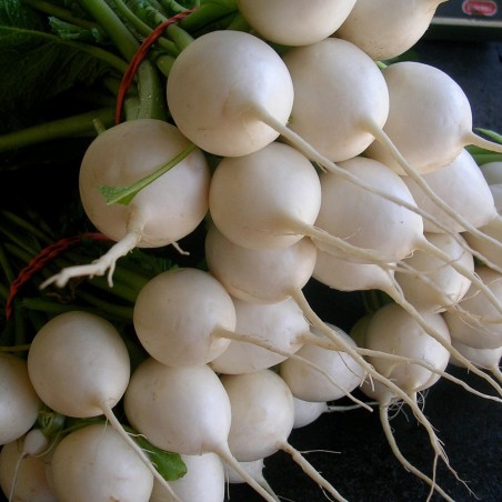 Price: €1.75 - Σπόροι Λευκό Γύρος Χειμώνας Ραπανάκι -