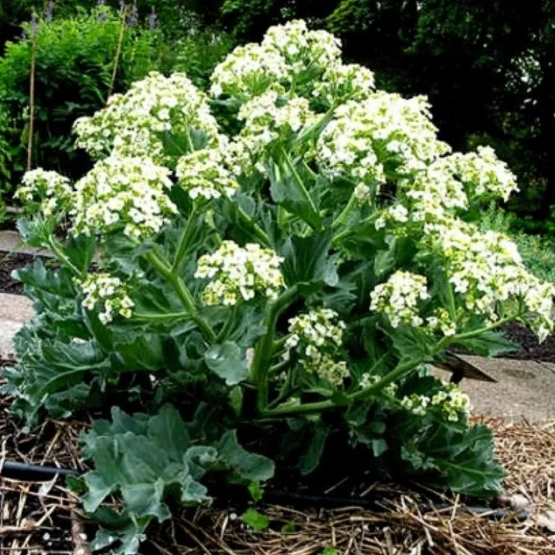 Sementes de Tártara Rábano (Crambe tataria)