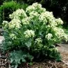Sementes de Tártara Rábano (Crambe tataria)