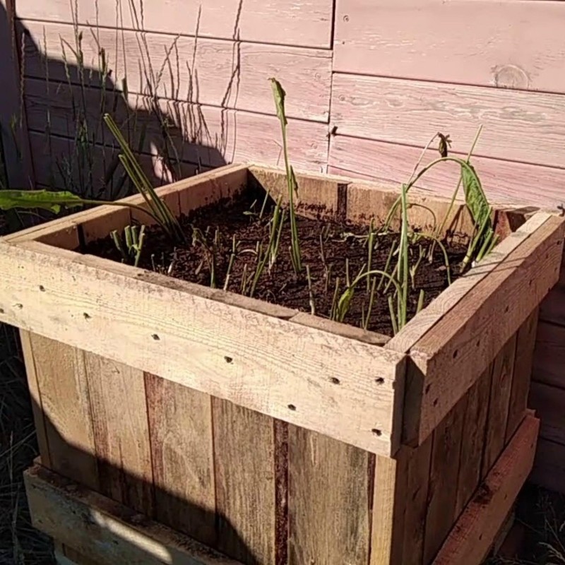 Tatarski Hren, Ren seme (Crambe tataria)