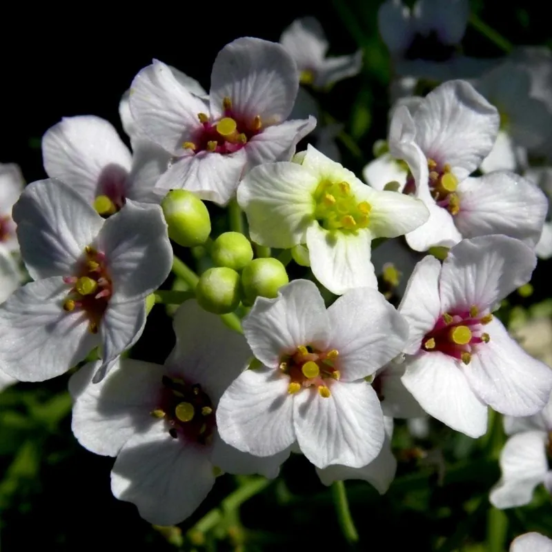 Sementes de Tártara Rábano (Crambe tataria)