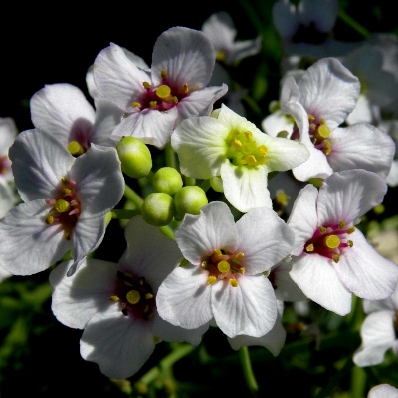 Price: €2.95 - Tatarischer Meerrettich Samen (Crambe tataria) - Seeds Gallery