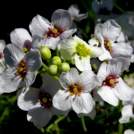 Price: €2.95 - Tatar pepparrotsfrön (Crambe tataria) - Seeds Gallery
