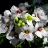 Sementes de Tártara Rábano (Crambe tataria)