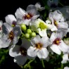 Price: €2.95 - Tatarischer Meerrettich Samen (Crambe tataria) - Seeds Gallery