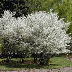 CANADIAN SERVICEBERRY Seeds (Amelanchier Canadensis)  - 2