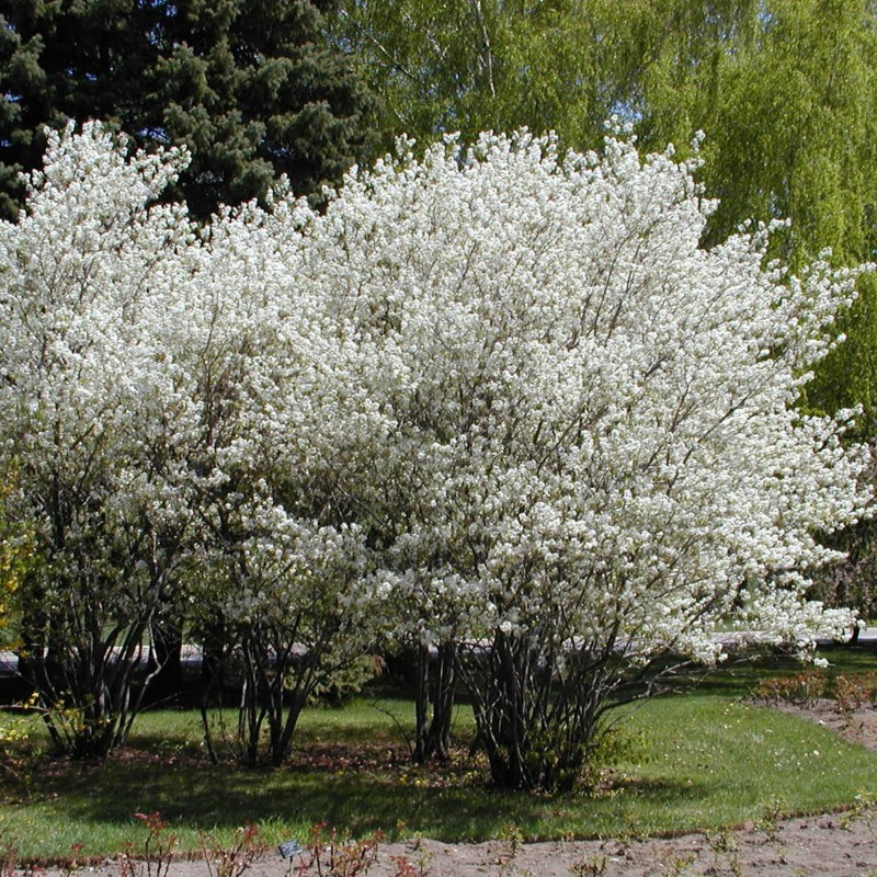 Semillas de GUILLOMO DEL CANADÁ (Amelanchier canadensis)