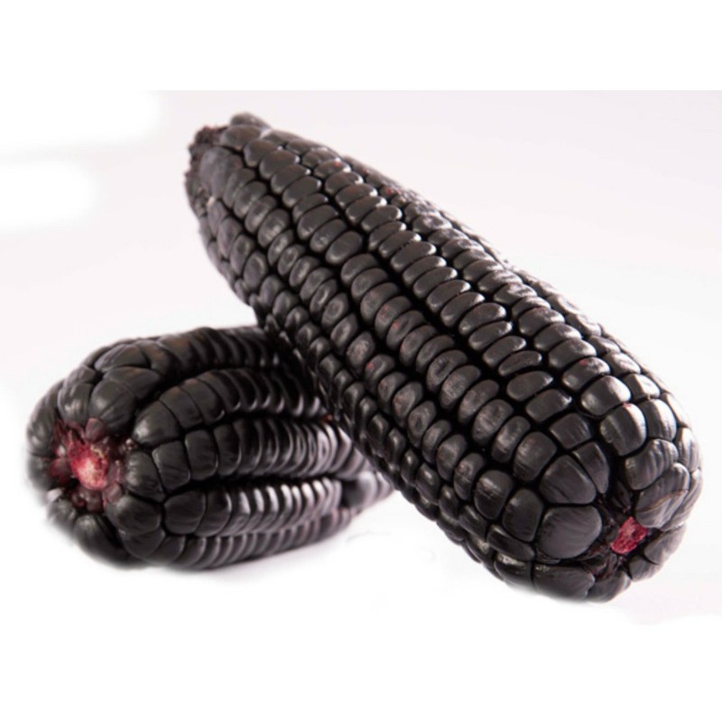 "Kculli" Morado Peruanische Lila-Mais Samen