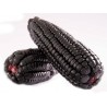 Graines De Maïs Violet Péruviennes Morado "Kculli" | 2,25 €