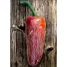 Graines de Piments Jalapeño M (Capsicum annuum)