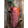 Σπόροι Τσίλι πιπέρι 'Jalapeno Μ' (Capsicum annuum)