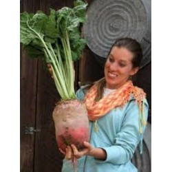 Price: €2.25 - Graines de Betterave Fourragère Mammoth - 