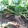 Semena Krmná řepa MAMUT (Beta vulgaris var. rapacea)