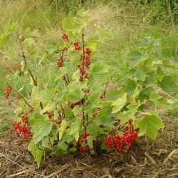 Semi di Ribes rosso (Ribes rubrum)  - 4