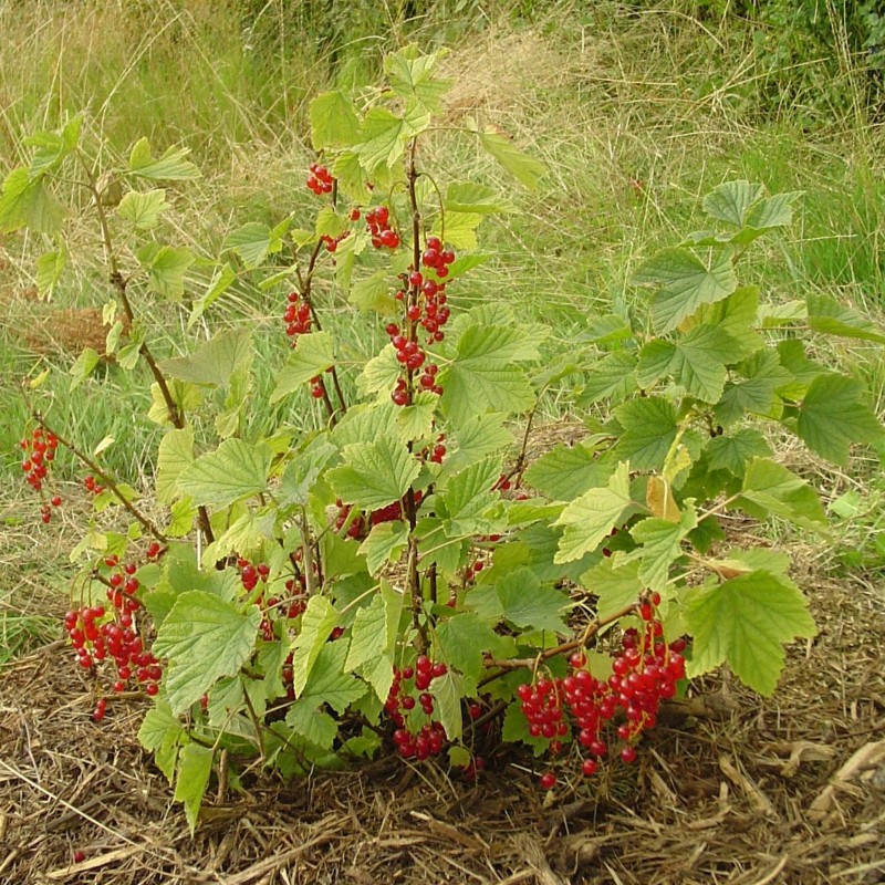 Price: €1.95 - Sementes de Groselheira Vermelha (Ribes rubrum) - 