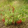 Price: €1.95 - Röda vinbär Frön -40C (Ribes rubrum) - 