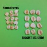 Price: €2.25 - Semillas de maiz Gigante del Cuzco - Cusco - 