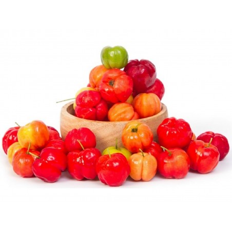 Semi di Ciliegia Di Barbados, Acerola (Malpighia glabra) | 9,00 €