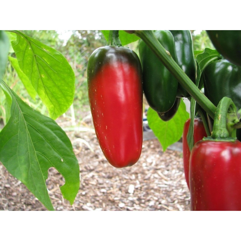 Semi Di Peperoncino 'Jalapeno M' (Capsicum annuum)