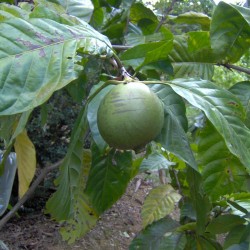 بذور البوروجو (Alibertia patinoi)  - 2