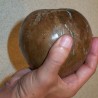 Price: €3.75 - Semillas de Borojó (Alibertia patinoi) - 