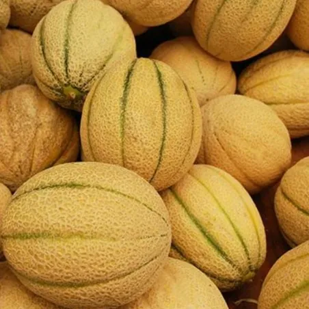 Cerovaca alte serbische Melone Samen