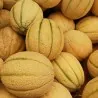 Cerovaca alte serbische Melone Samen