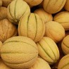 Price: €1.95 - Cerovaca Old Serbian Melon Seeds - Seeds Gallery