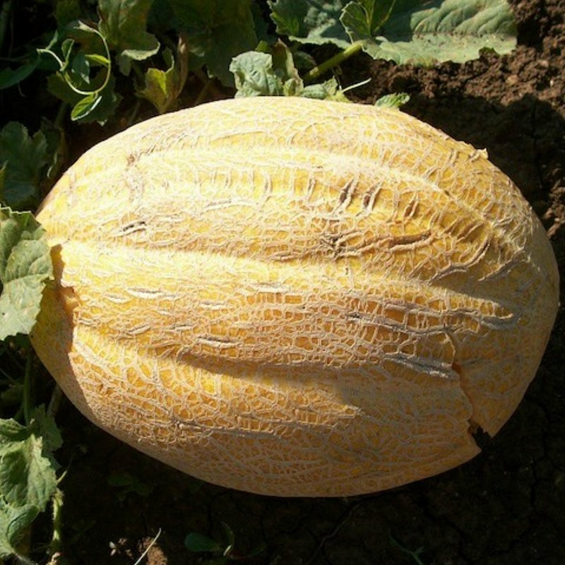Price: €1.95 - Cerovaca Old Serbian Melon Seeds - Seeds Gallery