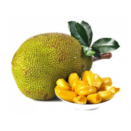Semillas de El árbol de jack, yaca o panapén (Artocarpus heterophyllus) | 5,00 €