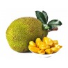 Graines Jacquier, ou Jaquier (Artocarpus heterophyllus) | 5,00 €