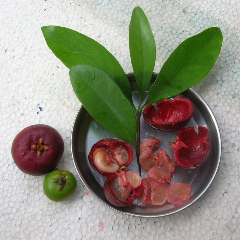 Price: €3.95 - Mangostan frön (Garcinia indica) - 
