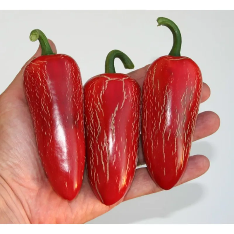 Graines de Piments Jalapeño M (Capsicum annuum)