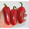 Σπόροι Τσίλι πιπέρι 'Jalapeno Μ' (Capsicum annuum)