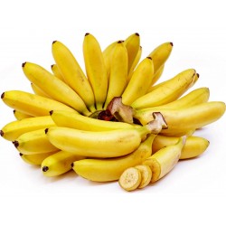 Semillas de plátano silvestre (Musa balbisiana)  - 6