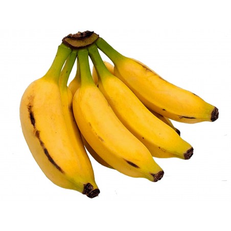 Price: €2.55 - Musa acuminata seme Banane - Dwarf cavendish - jestiva banana -