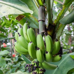 Musa acuminata Banane Samen, Bananenbaum, Bananenpalme  - 1