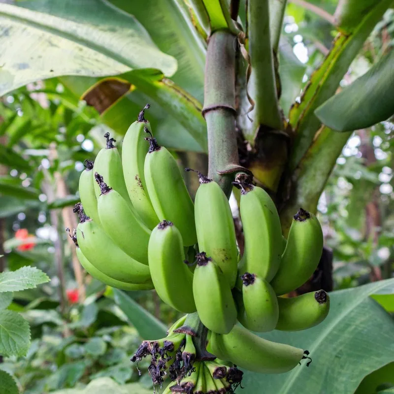 Semi di nano banane Cavendish (Musa Acuminata)